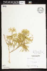 Diphasiastrum complanatum x digitatum image