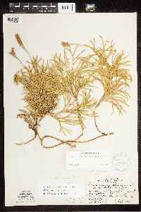 Diphasiastrum complanatum x digitatum image