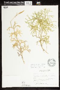 Diphasiastrum complanatum x digitatum image