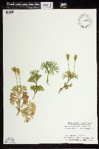 Diphasiastrum digitatum image