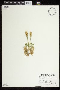 Diphasiastrum digitatum image