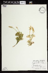 Diphasiastrum digitatum image