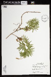 Diphasiastrum digitatum image