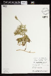 Diphasiastrum digitatum image