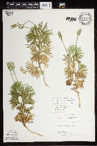 Diphasiastrum digitatum image