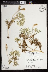 Diphasiastrum digitatum image