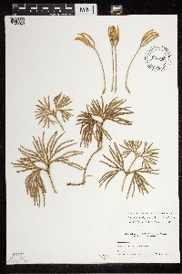 Diphasiastrum digitatum image