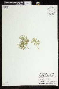 Diphasiastrum digitatum image