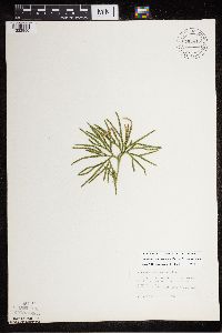 Diphasiastrum digitatum image