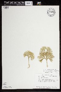 Diphasiastrum digitatum image