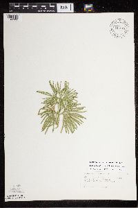 Diphasiastrum digitatum image