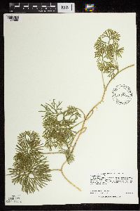 Diphasiastrum digitatum image