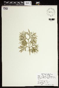 Diphasiastrum digitatum image