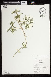 Diphasiastrum digitatum image