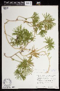 Diphasiastrum digitatum image