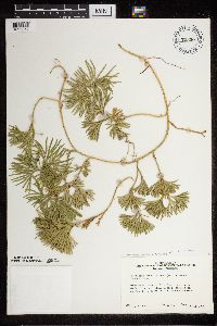 Diphasiastrum digitatum image