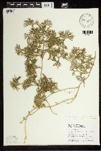 Diphasiastrum digitatum image