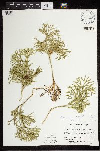 Diphasiastrum digitatum image