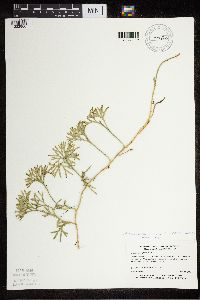 Diphasiastrum digitatum image