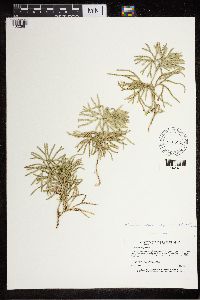 Diphasiastrum digitatum image