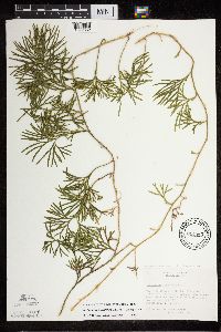 Diphasiastrum digitatum image