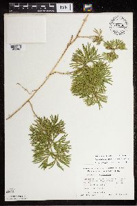 Diphasiastrum digitatum image