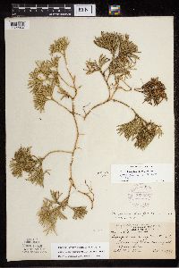 Diphasiastrum digitatum image