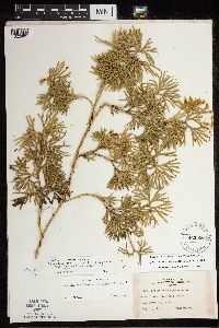 Diphasiastrum digitatum image