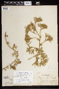 Diphasiastrum digitatum image