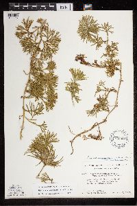 Diphasiastrum digitatum image