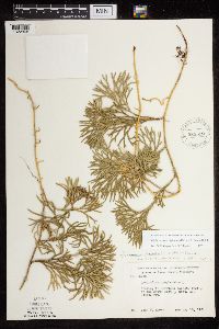 Diphasiastrum digitatum image