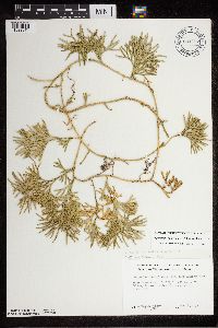 Diphasiastrum digitatum image