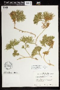 Diphasiastrum digitatum image