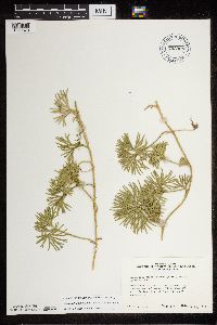 Diphasiastrum digitatum image