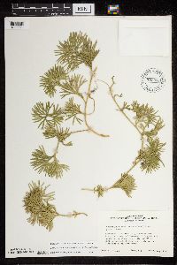 Diphasiastrum digitatum image