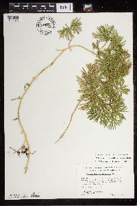 Diphasiastrum digitatum image