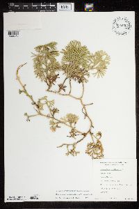 Diphasiastrum digitatum image