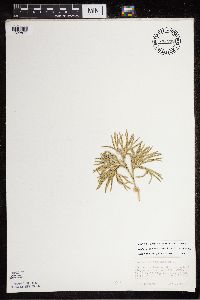 Diphasiastrum digitatum image