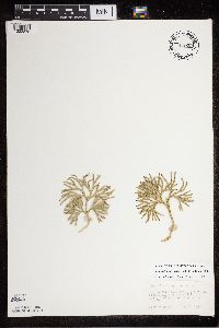 Diphasiastrum digitatum image