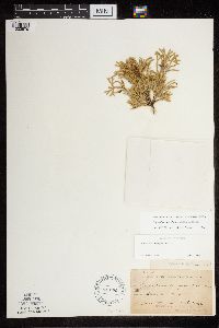 Diphasiastrum digitatum x tristachyum image