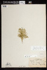 Diphasiastrum digitatum x tristachyum image