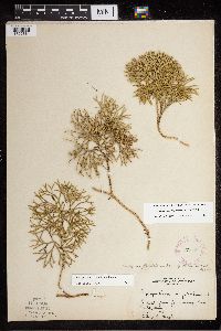 Diphasiastrum digitatum x tristachyum image