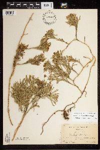 Diphasiastrum digitatum x tristachyum image