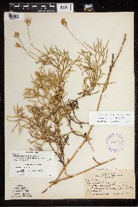 Diphasiastrum digitatum x tristachyum image