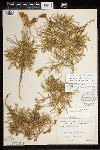 Diphasiastrum digitatum x tristachyum image