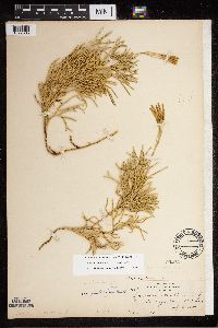 Diphasiastrum digitatum x tristachyum image