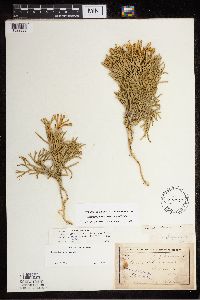 Diphasiastrum digitatum x tristachyum image