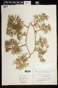 Diphasiastrum digitatum x tristachyum image