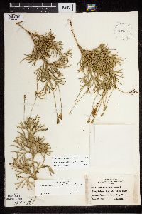 Diphasiastrum digitatum x tristachyum image