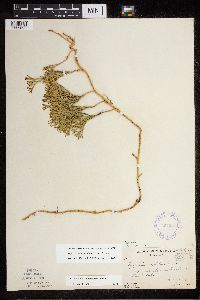 Diphasiastrum digitatum x tristachyum image